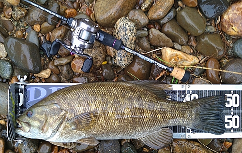 スモールマウスバスの釣果