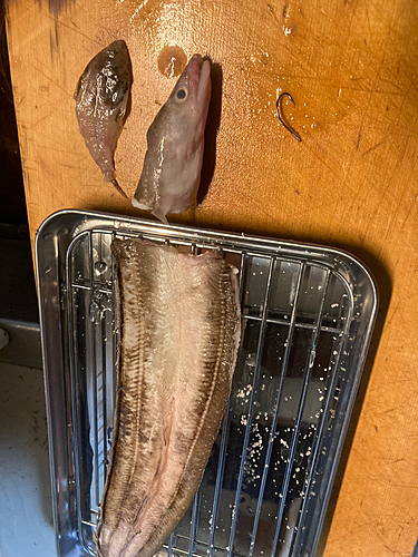 アナゴの釣果