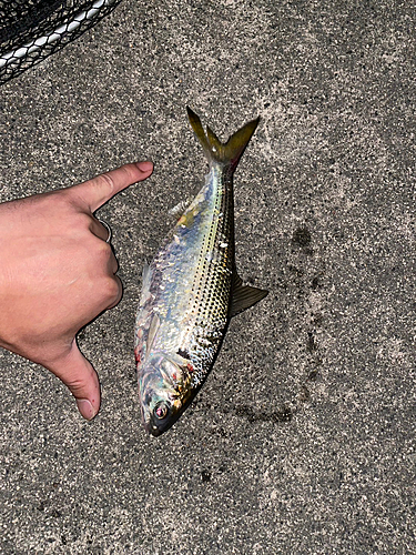 コノシロの釣果