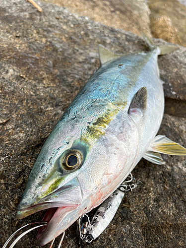 ハマチの釣果