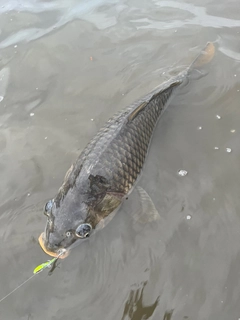 コイの釣果