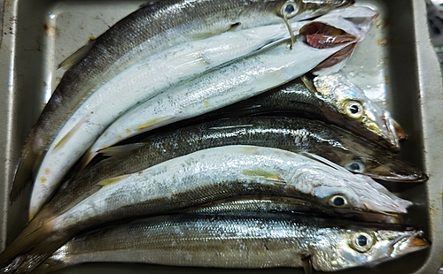 カマスの釣果