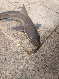 ホシザメの釣果