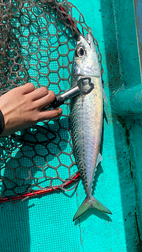 サバの釣果