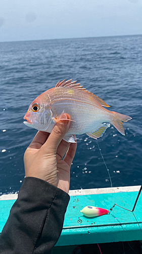 レンコダイの釣果