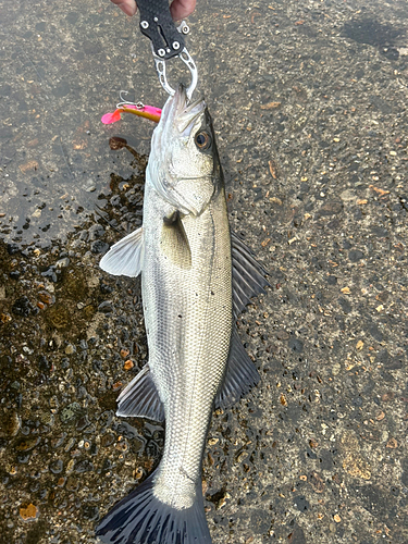 スズキの釣果