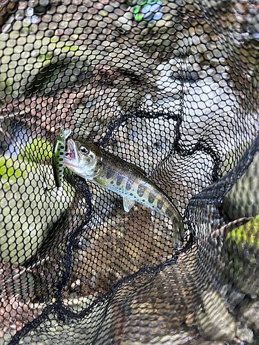 レインボートラウトの釣果