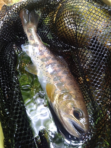 アマゴの釣果