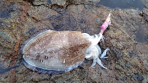 モンゴウイカの釣果