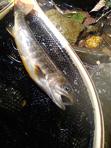 イワナの釣果