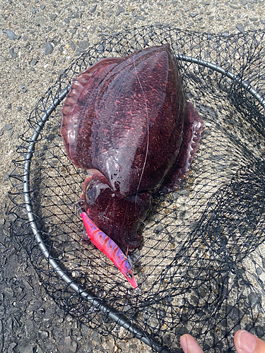 コウイカの釣果