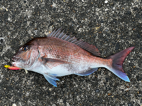 マダイの釣果