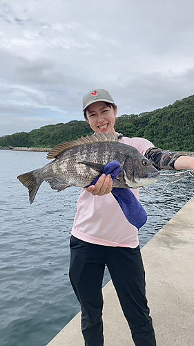 チヌの釣果