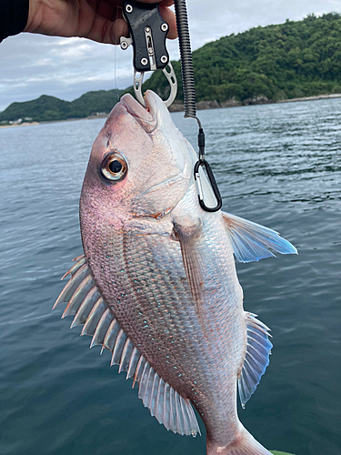 タイの釣果