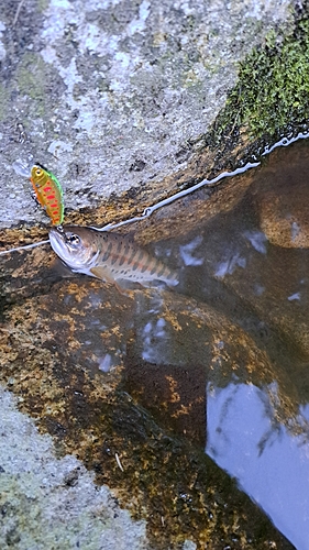 ヤマメの釣果