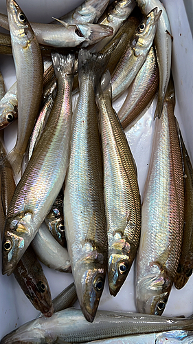 キスの釣果