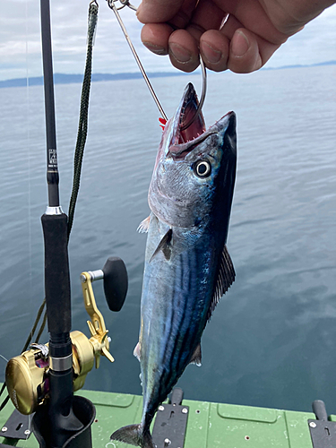 ハガツオの釣果