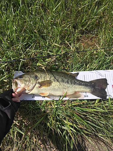 ラージマウスバスの釣果