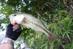 ブラックバスの釣果