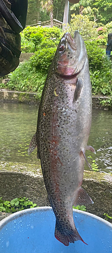 ニジマスの釣果