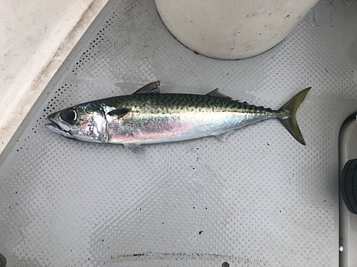 サバの釣果