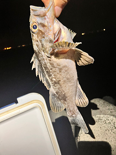 クロソイの釣果