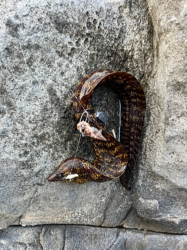 ウツボの釣果