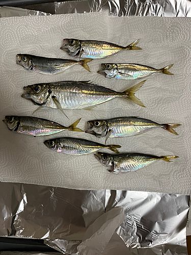 アジの釣果