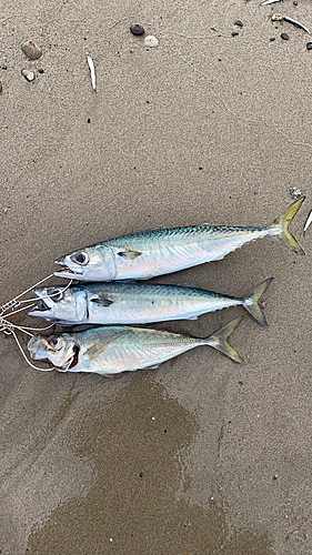 サバの釣果