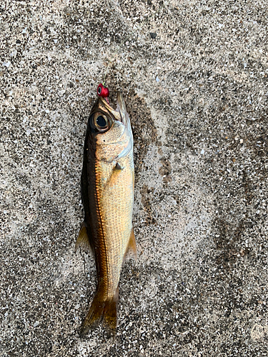 クロムツの釣果