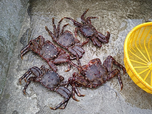 モクズガニの釣果