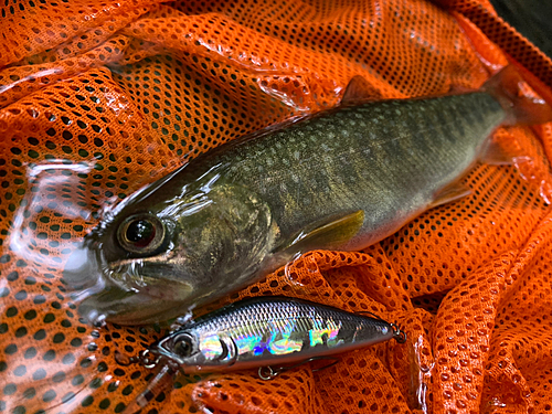 イワナの釣果