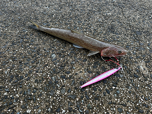 エソの釣果