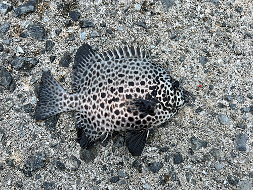 イシガキダイの釣果