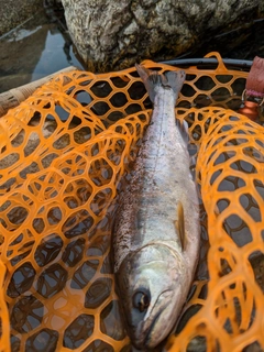 ヤマメの釣果