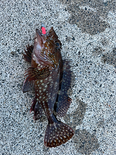 カサゴの釣果