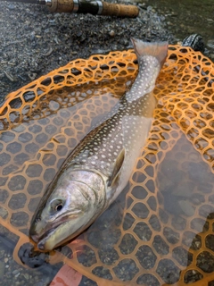 イワナの釣果