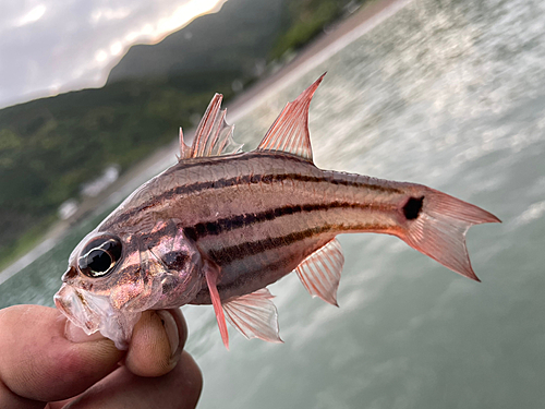 オオスジイシモチの釣果