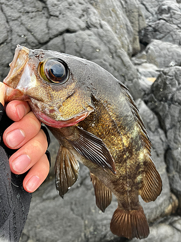 アカメバルの釣果