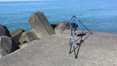 タカノハの釣果