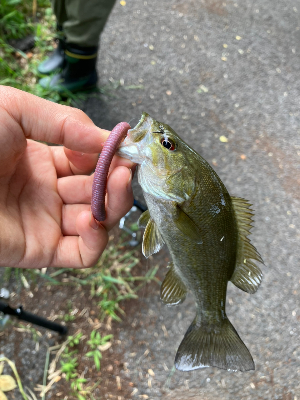 スモールマウスバス