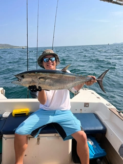 クロマグロの釣果