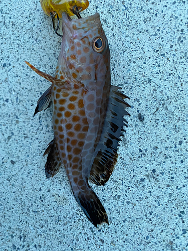 オオモンハタの釣果