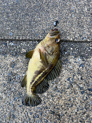 シマゾイの釣果