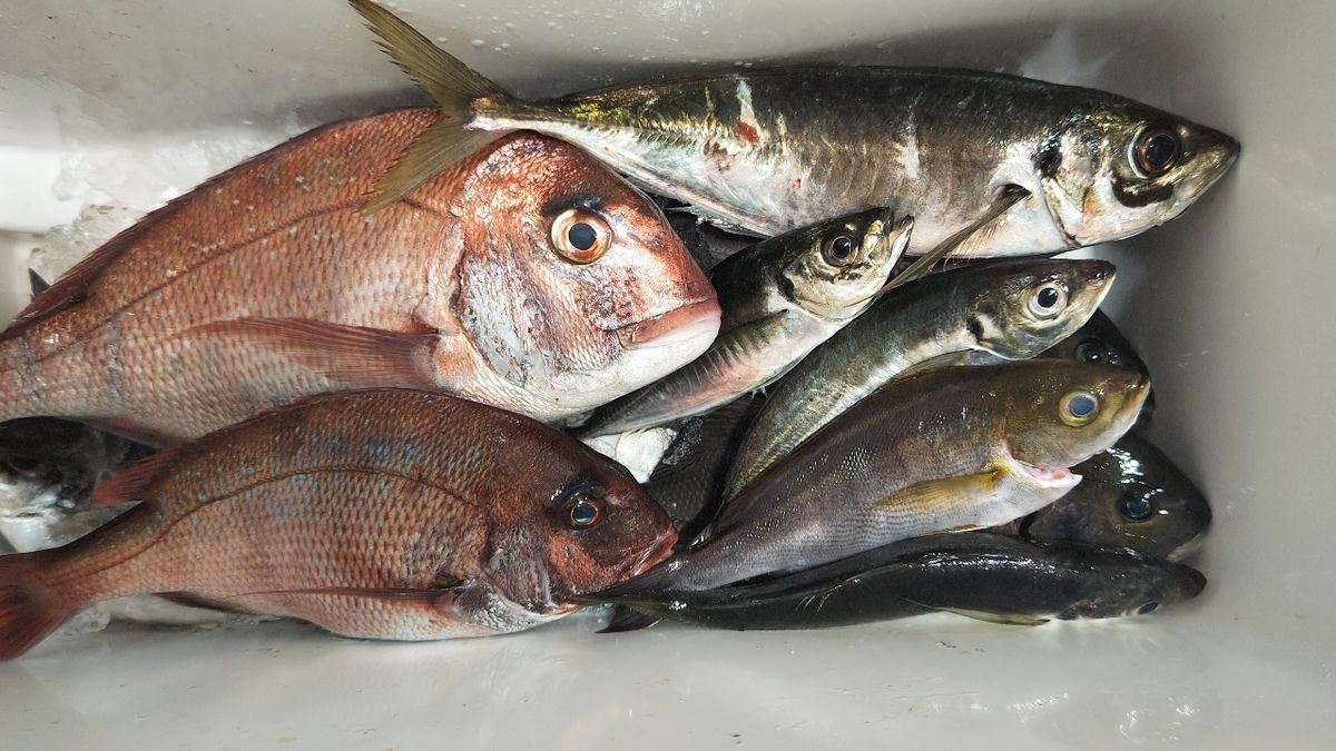 ニャー助さんの釣果 1枚目の画像