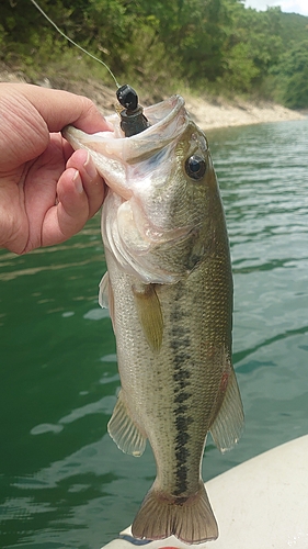 ブラックバスの釣果