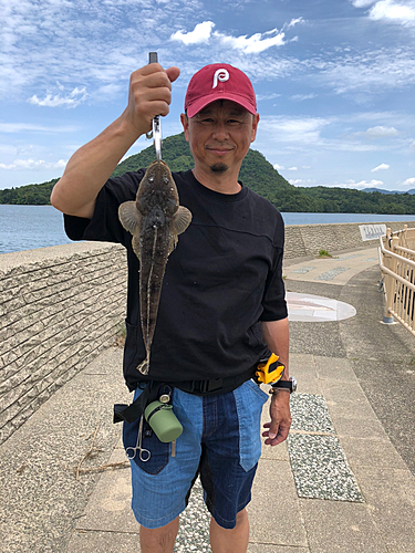 マゴチの釣果