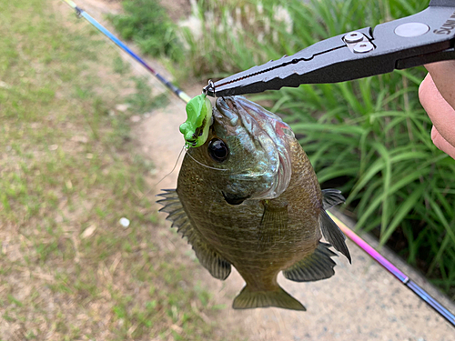 ブルーギルの釣果