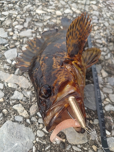 タケノコメバルの釣果