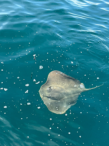 アカエイの釣果